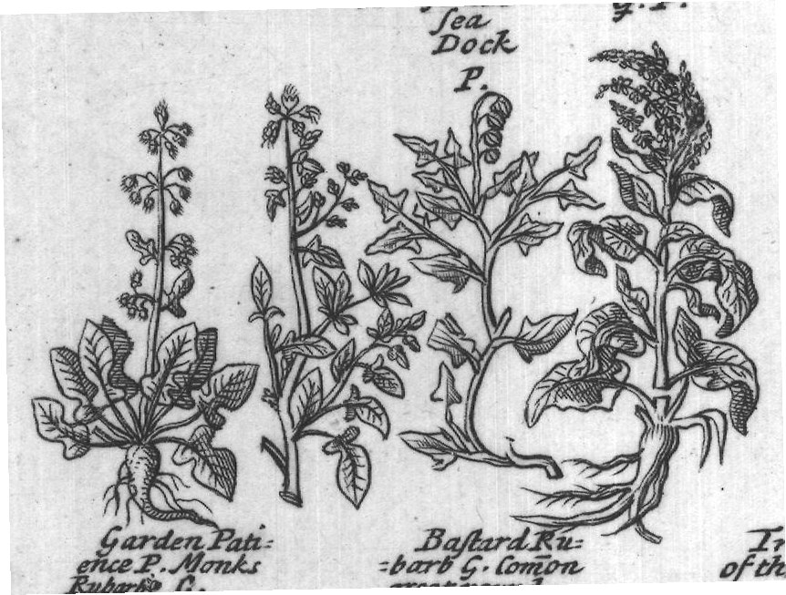 Engraved plant figure: Roundish leav