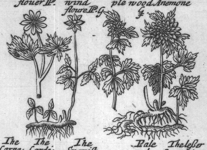 Engraved plant figure: Windflower Lugd