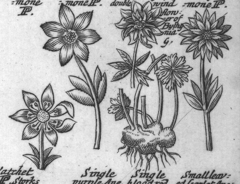 Engraved plant figure: Windflower Lugd