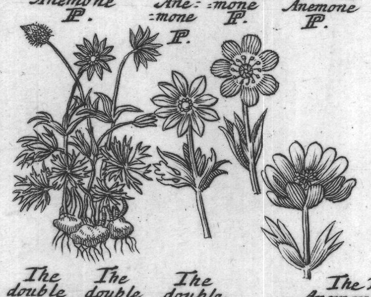 Engraved plant figure: Windflower Lugd