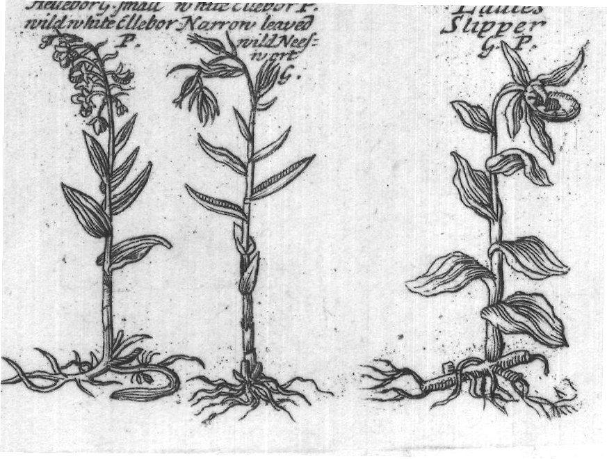 Engraved plant figure: Winter
