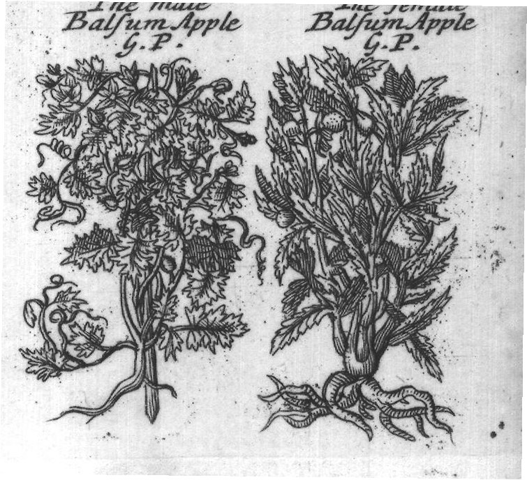 Engraved plant figure: Winter