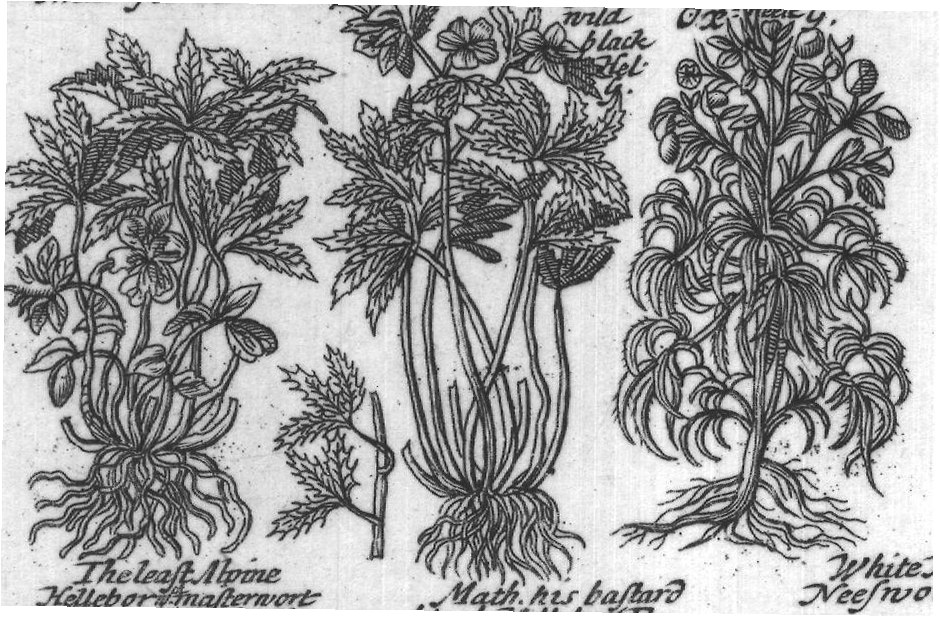Engraved plant figure: Winter