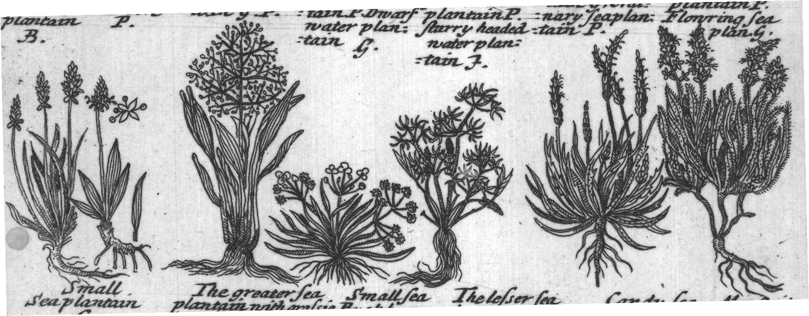 Engraved plant figure: Broadleaved Small Hoary