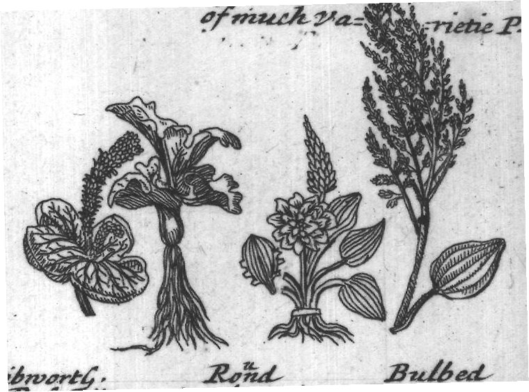 Engraved plant figure: Broadleaved Small Hoary