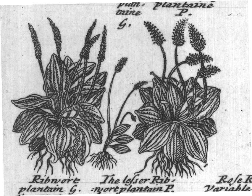 Engraved plant figure: Broadleaved Small Hoary