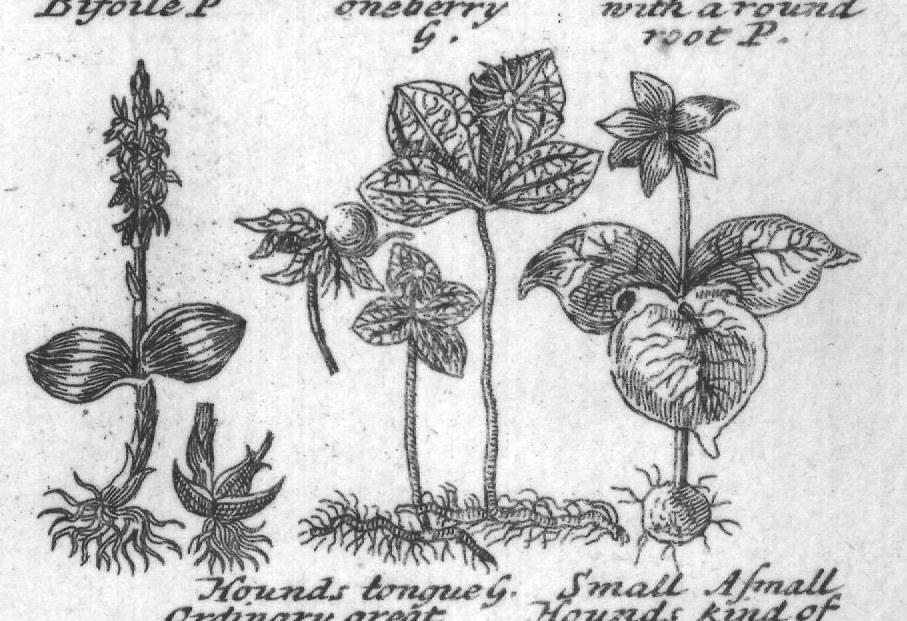 Engraved plant figure: Bucks horn
