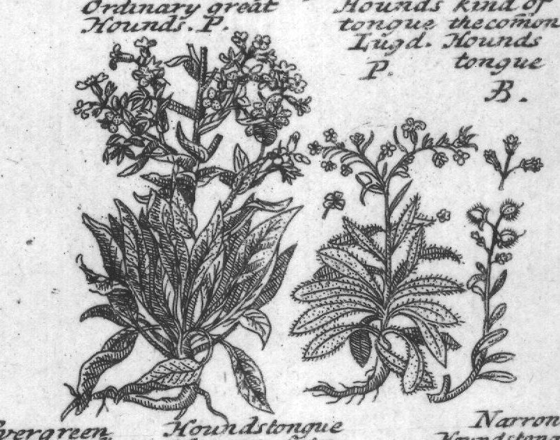 Engraved plant figure: Bucks horn