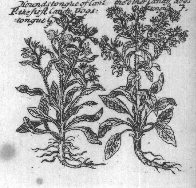 Engraved plant figure: Bucks horn