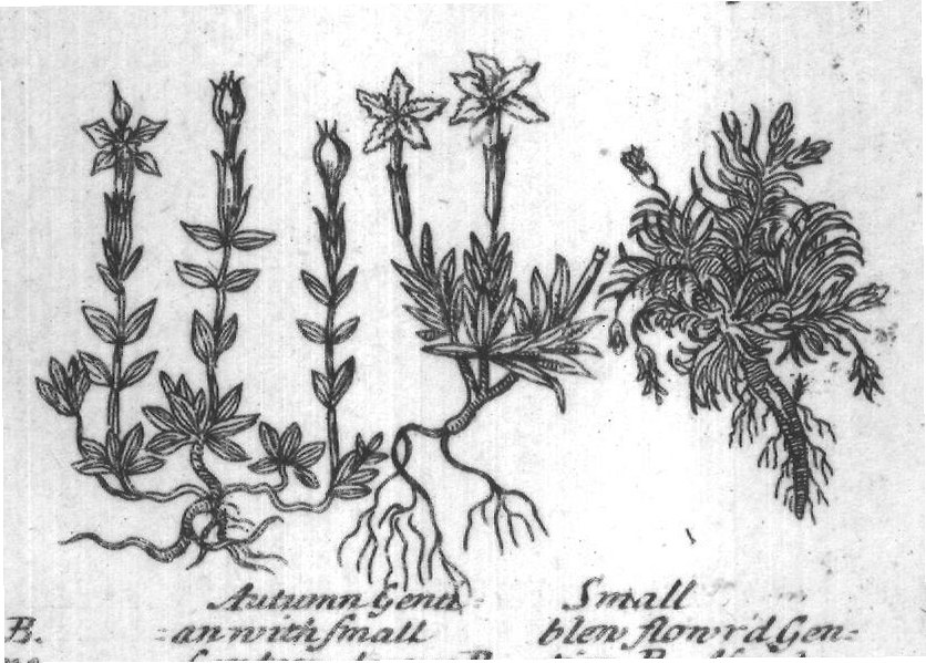 Engraved plant figure: Great Felnfort G