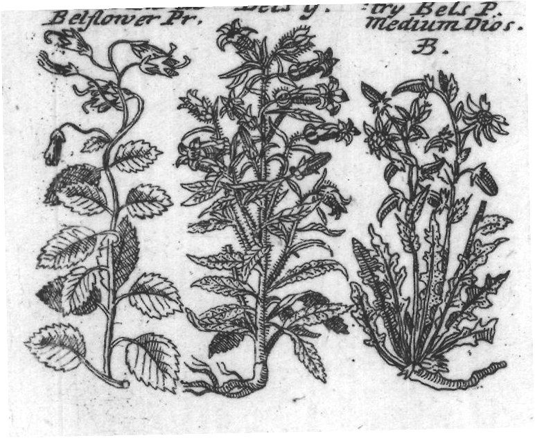 Engraved plant figure: Great