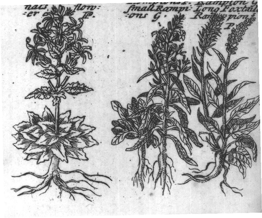Engraved plant figure: Great