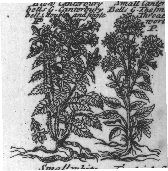 Engraved plant figure: Great