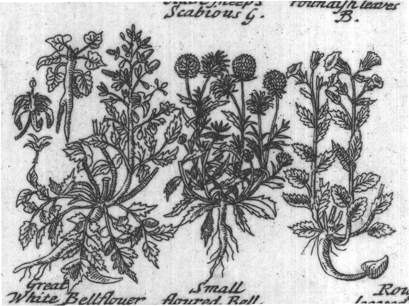 Engraved plant figure: Mountain