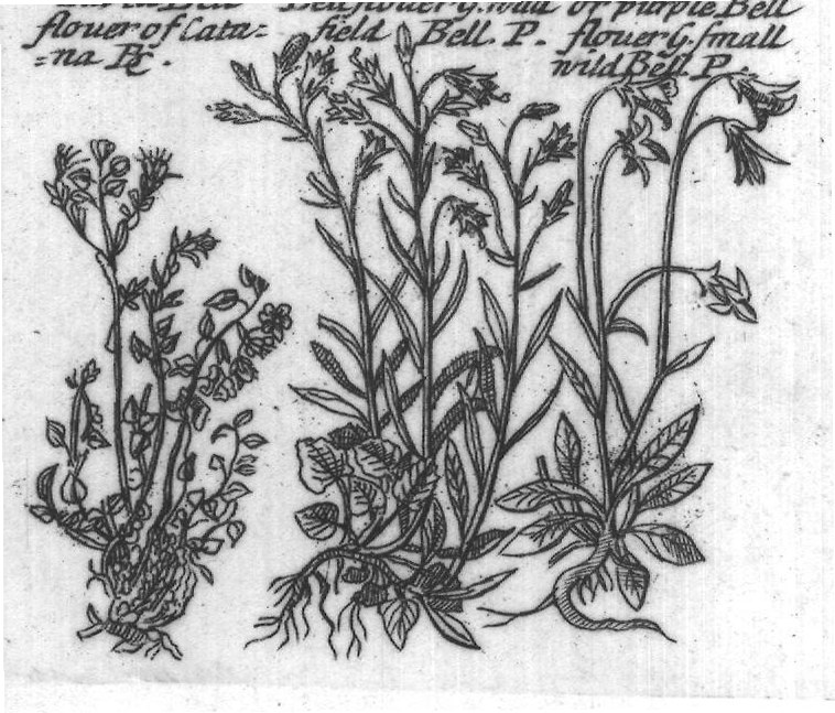 Engraved plant figure: Mountain