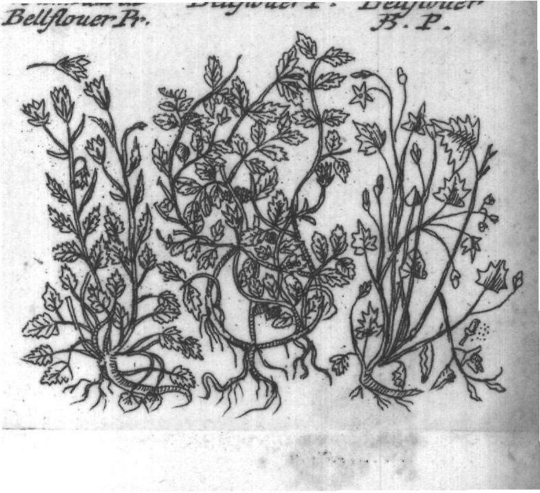 Engraved plant figure: Mountain