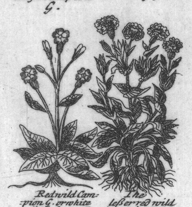 Engraved plant figure: Double