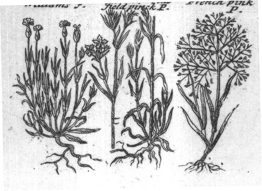 Engraved plant figure: Campi