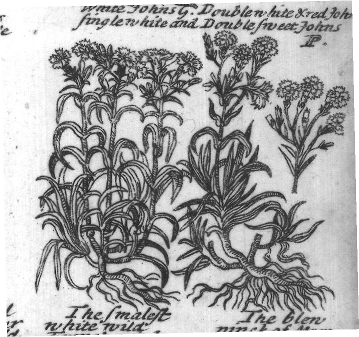 Engraved plant figure: Campi