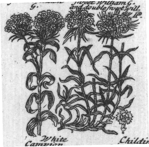 Engraved plant figure: Campi