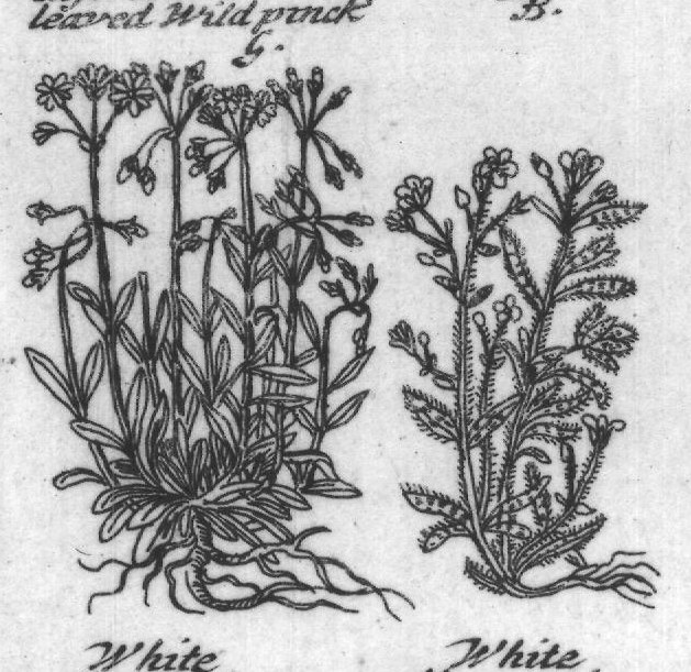 Engraved plant figure: Wild pincks in