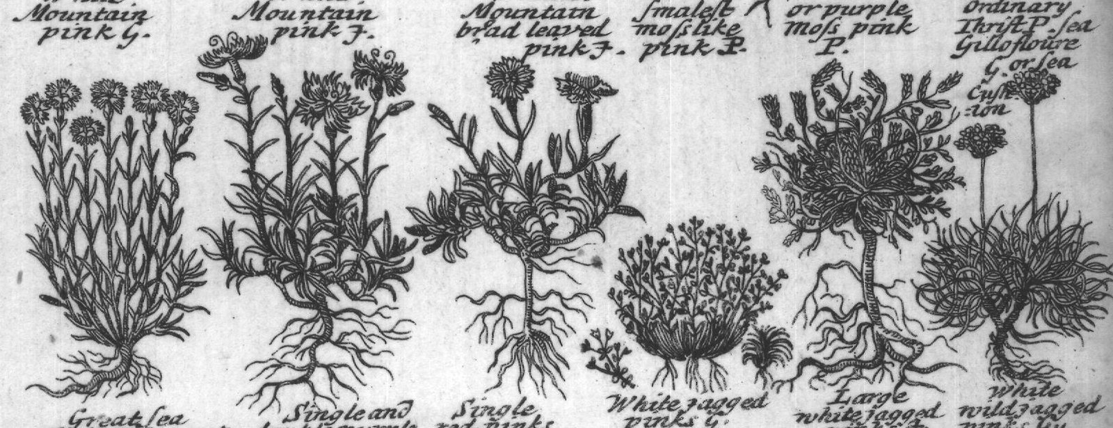 Engraved plant figure: Wild pincks in