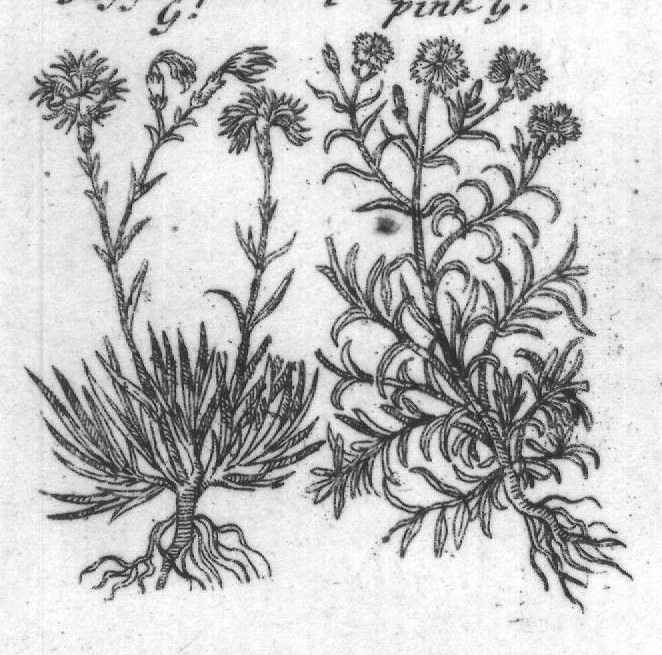 Engraved plant figure: Wild pincks in