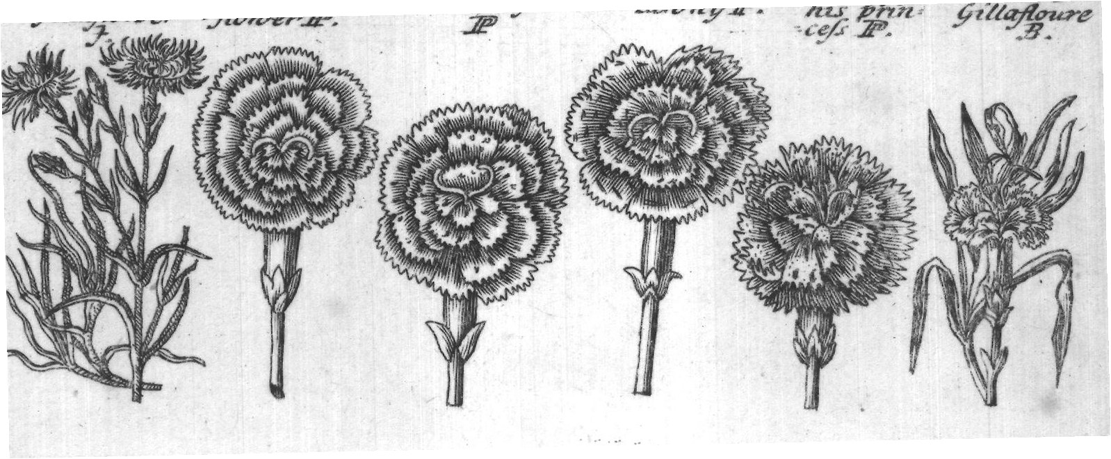Engraved plant figure: Double clove
