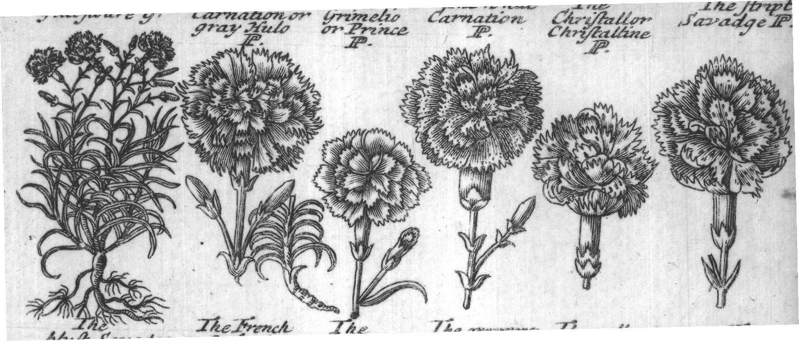 Engraved plant figure: Double clove