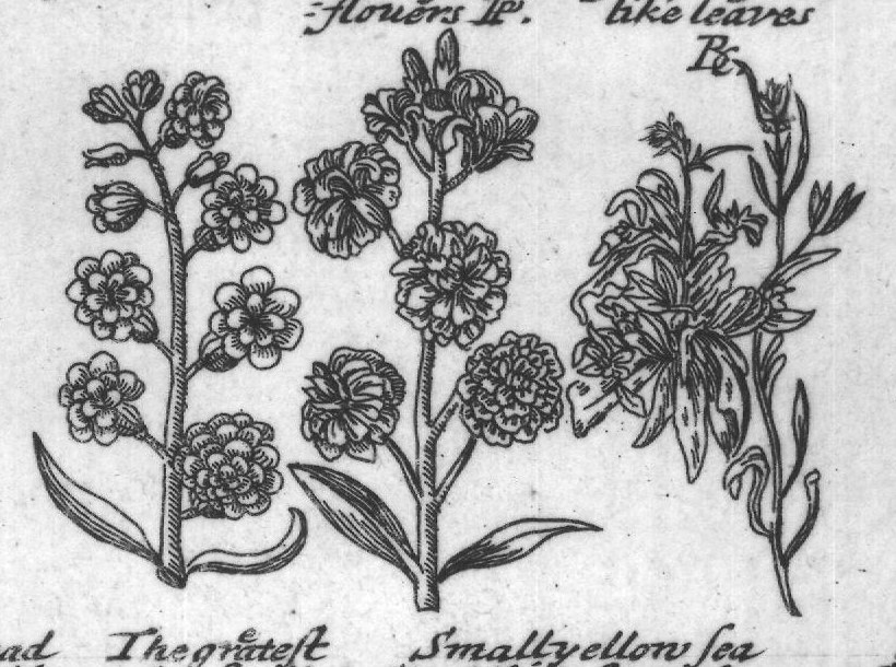 Engraved plant figure: Ordinary Stock