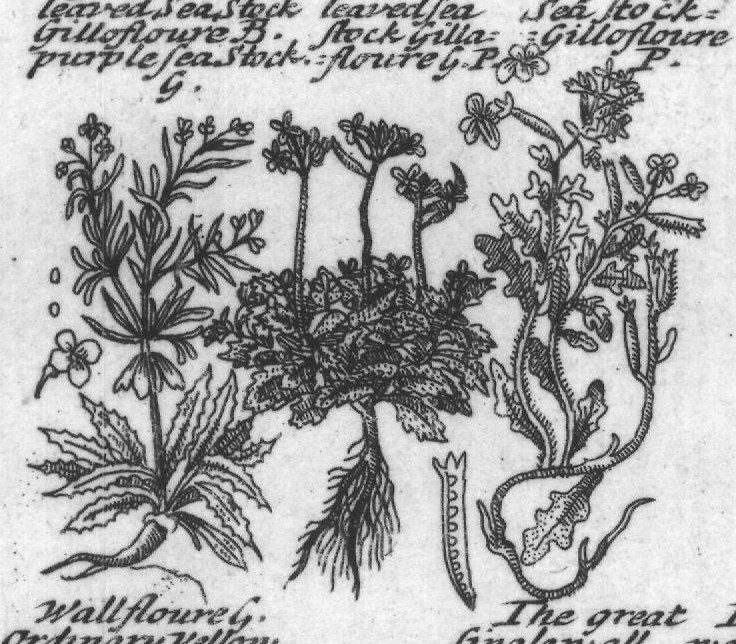 Engraved plant figure: Ordinary Stock