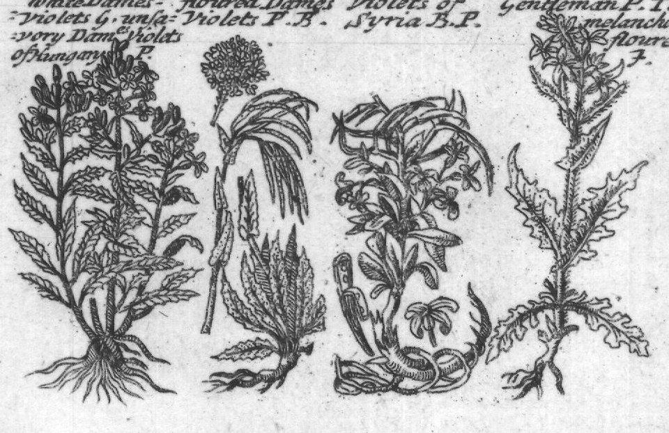 Engraved plant figure: Ordinary Stock