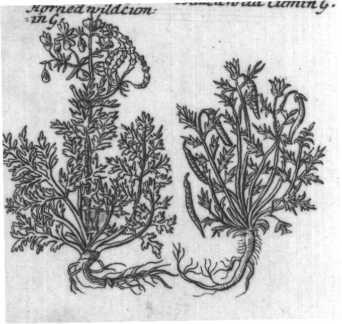 Engraved plant figure: Madwortof The lesser Mad
