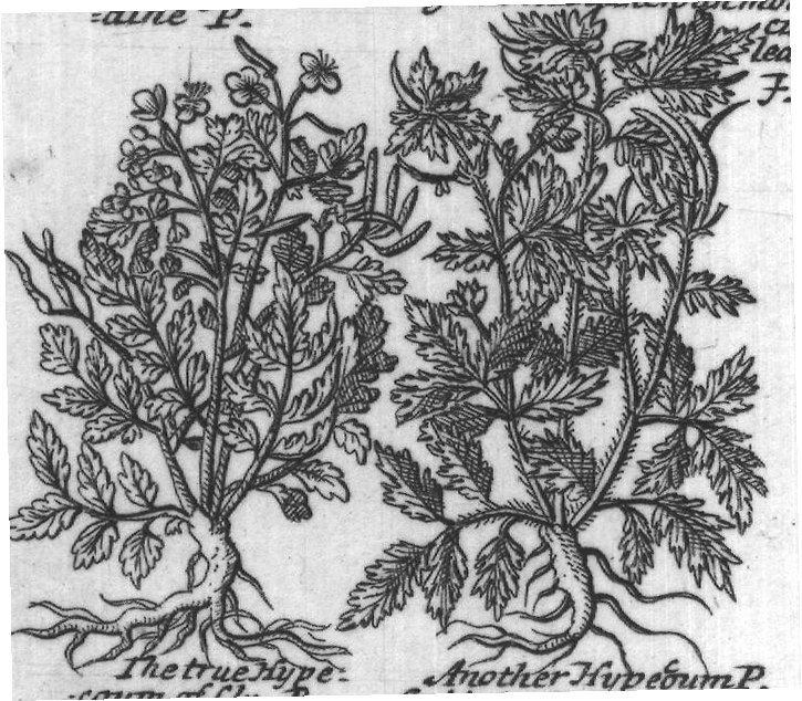 Engraved plant figure: Madwortof The lesser Mad