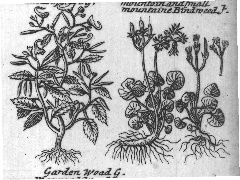 Engraved plant figure: Madwortof The lesser Mad