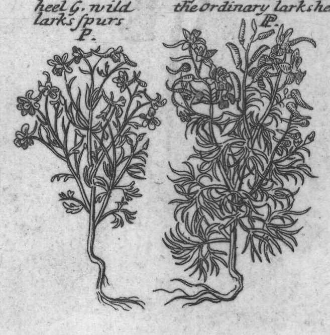 Engraved plant figure: Indian