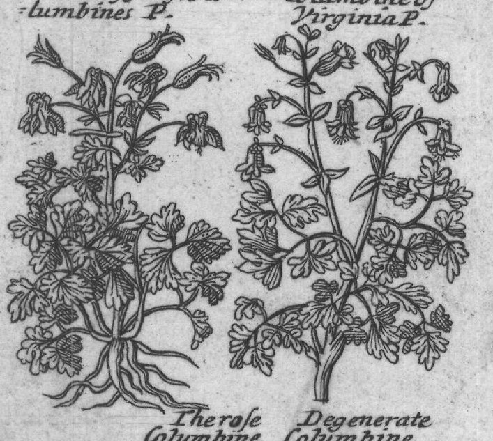 Engraved plant figure: Indian