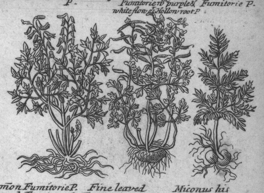 Engraved plant figure: Indian