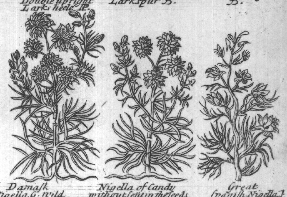 Engraved plant figure: White or