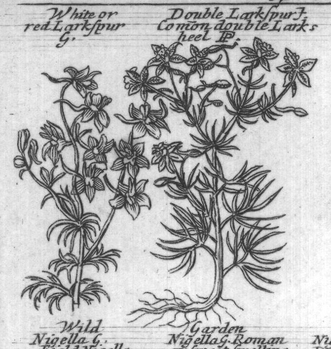 Engraved plant figure: White or