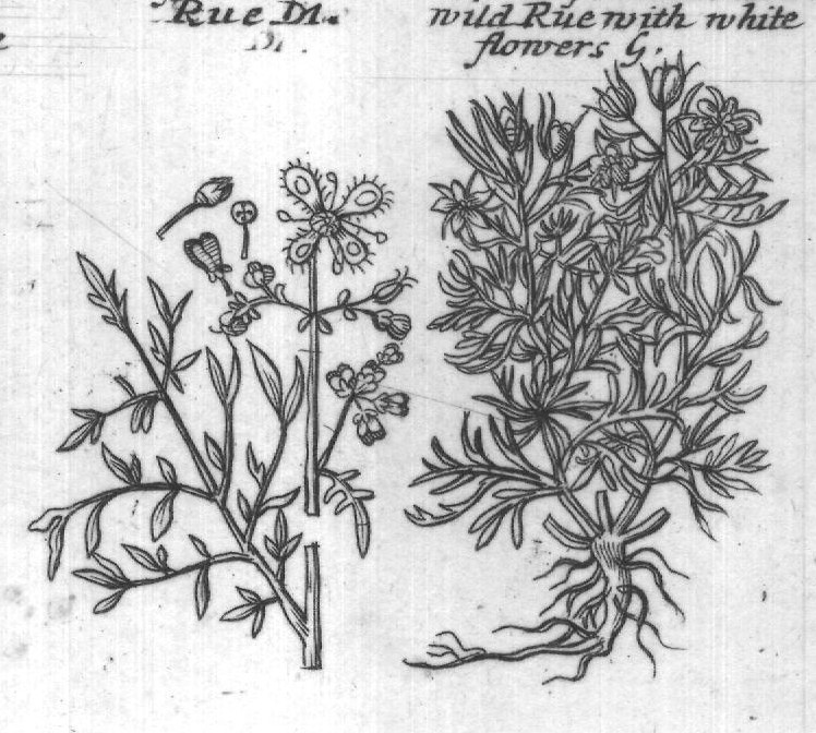 Engraved plant figure: White or