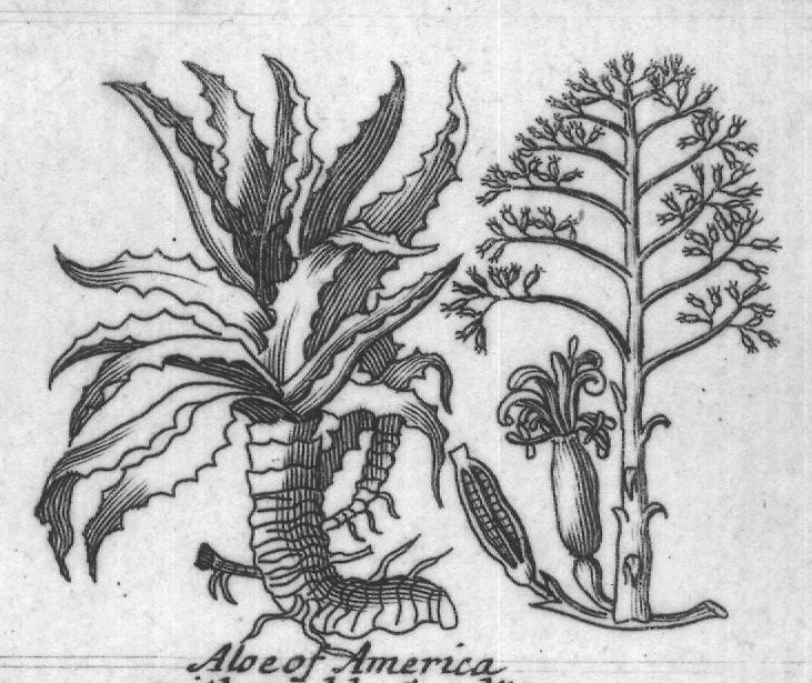 Engraved plant figure: Comon Aloe G
