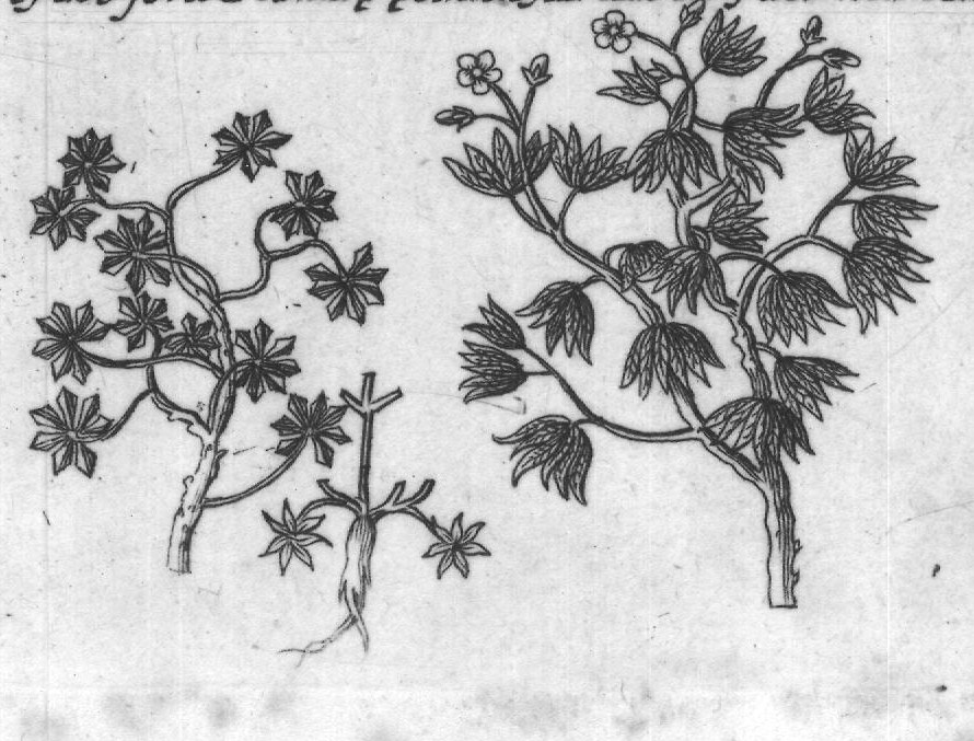 Engraved plant figure: Comon Aloe G