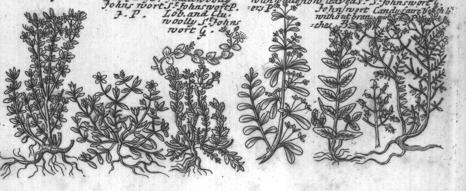 Engraved plant figure: Purple Garden