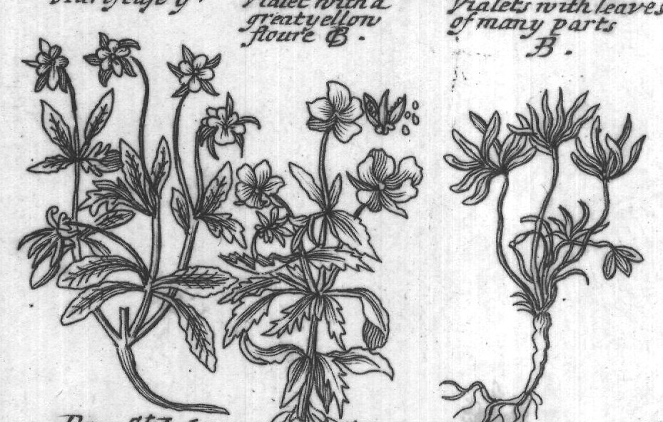 Engraved plant figure: Purple Garden
