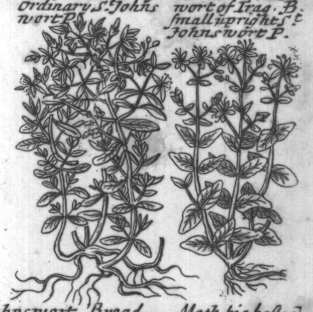Engraved plant figure: Purple Garden