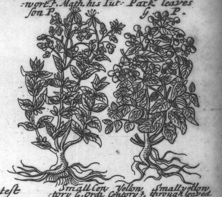 Engraved plant figure: Son P