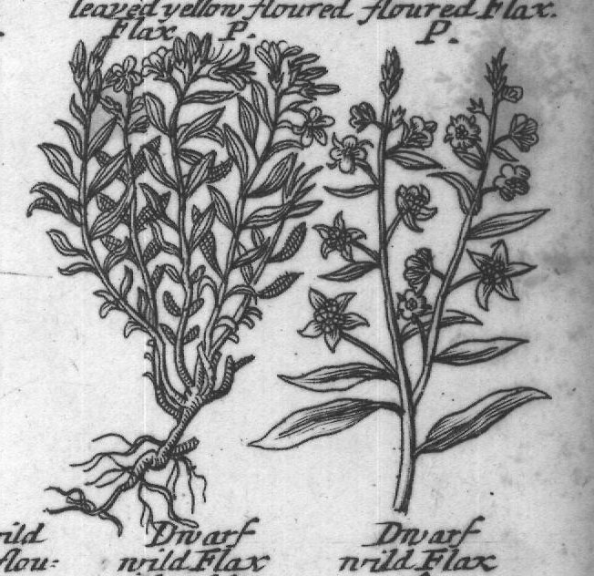 Engraved plant figure: Son P