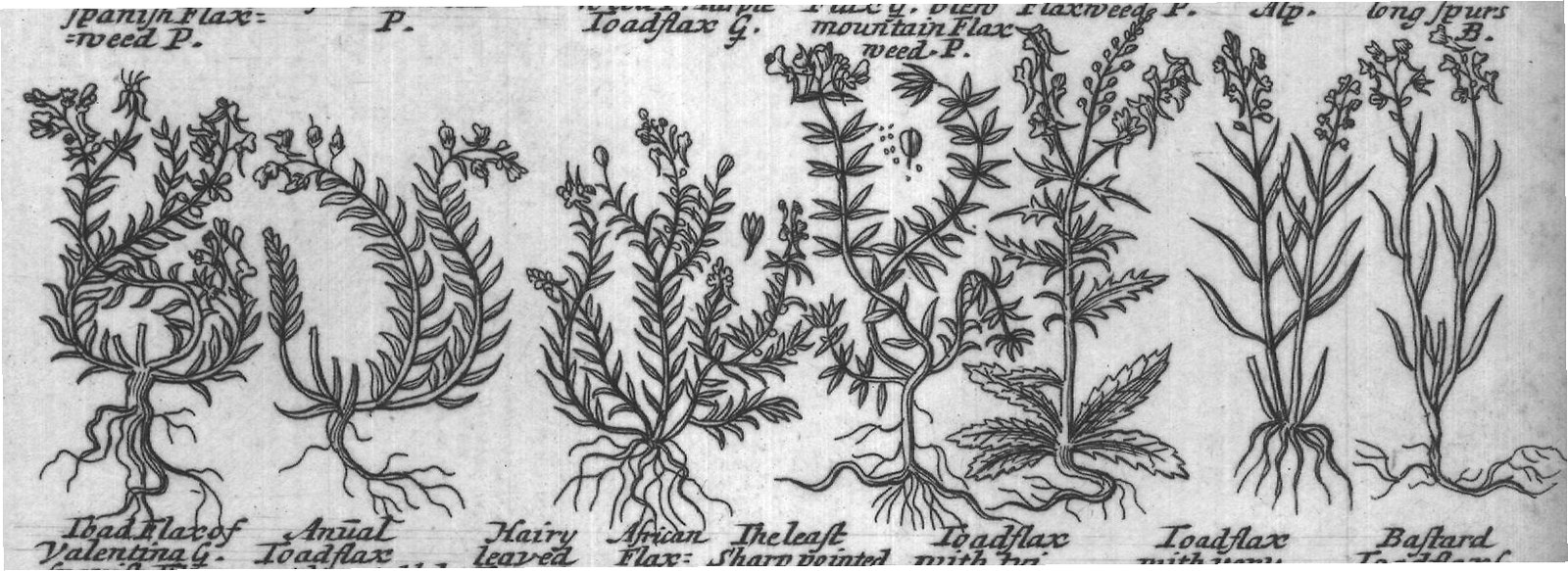 Engraved plant figure: Dalmatian leaved