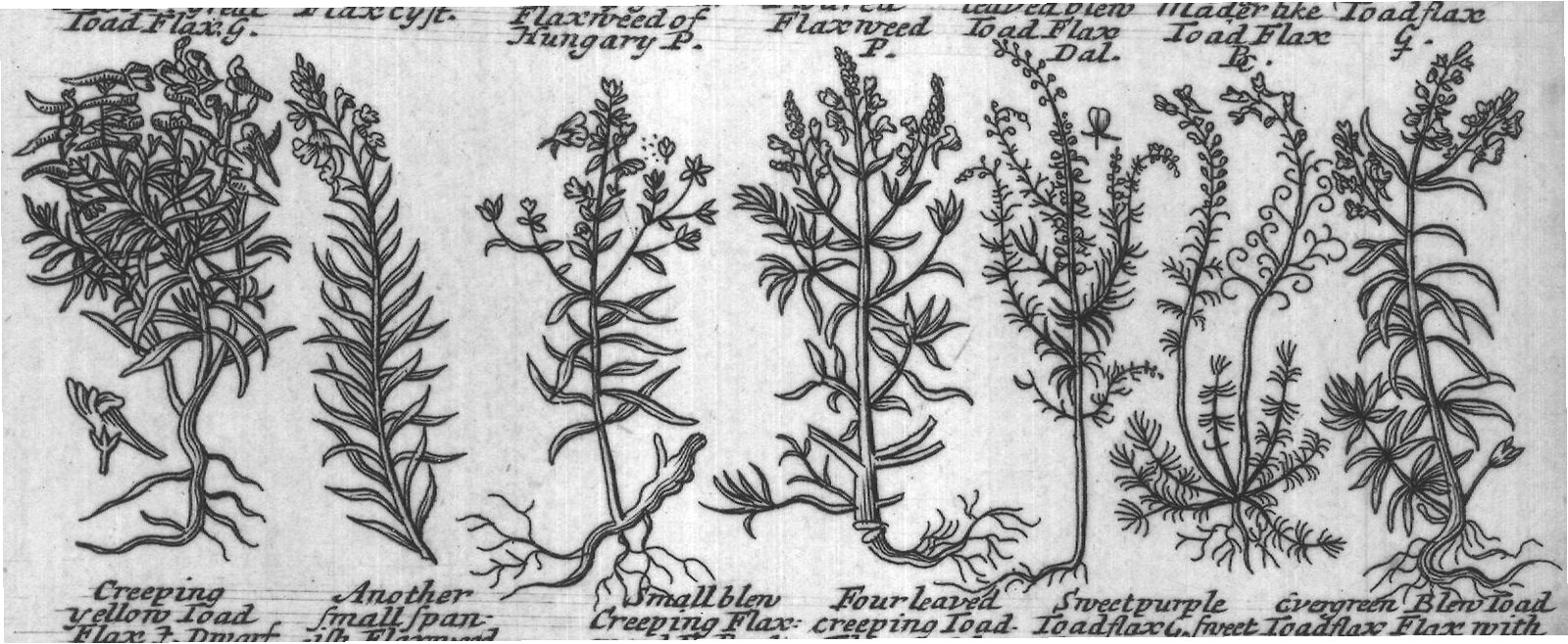 Engraved plant figure: Dalmatian leaved